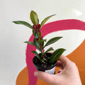 Goldfish Plant - Nematanthus perianthomega x gregarious 'Tropicana' - Welsh Grown - Sprouts of Bristol