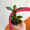 Goldfish Plant - Nematanthus perianthomega x gregarious 'Tropicana' - Welsh Grown - Sprouts of Bristol
