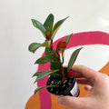 Goldfish Plant - Nematanthus perianthomega x gregarious 'Tropicana' - Welsh Grown - Sprouts of Bristol