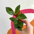 Goldfish Plant - Nematanthus perianthomega x gregarious 'Tropicana' - Welsh Grown - Sprouts of Bristol