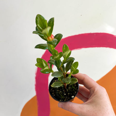 Goldfish Plant - nematanthus radicans - Welsh Grown - Sprouts of Bristol