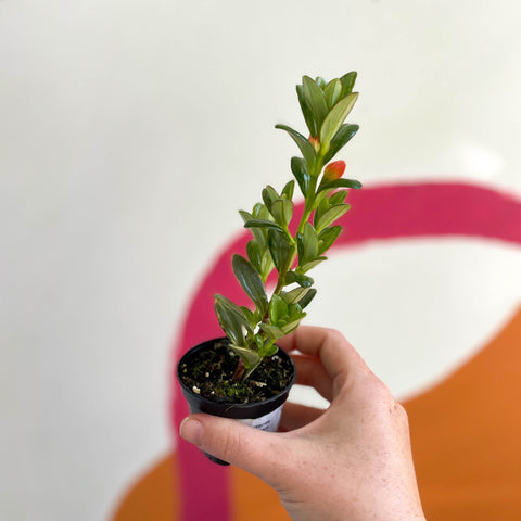 Goldfish Plant - nematanthus radicans - Welsh Grown - Sprouts of Bristol