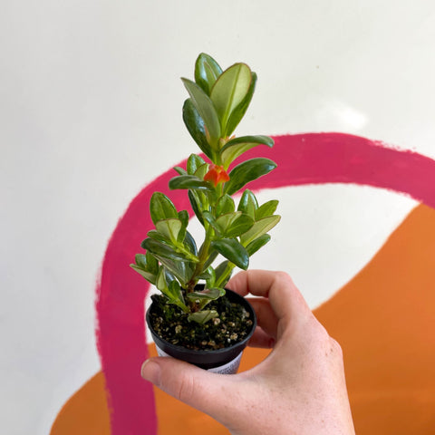 Goldfish Plant - nematanthus radicans - Welsh Grown - Sprouts of Bristol