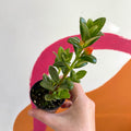 Goldfish Plant - nematanthus radicans - Welsh Grown - Sprouts of Bristol