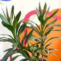 Good Luck Plant - Cordyline fruticosa 'Glauca' - British Grown - Sprouts of Bristol