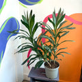 Good Luck Plant - Cordyline fruticosa 'Glauca' - British Grown - Sprouts of Bristol