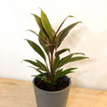 Good Luck Plant - Cordyline fruticosa 'Pink Diamond' - Sprouts of Bristol