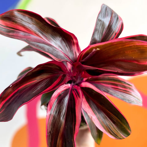 Good Luck Plant - Cordyline fruticosa 'Strawberry Queen' - British Grown - Sprouts of Bristol