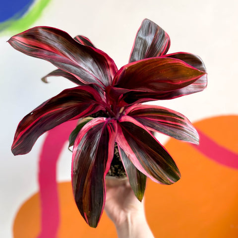 Good Luck Plant - Cordyline fruticosa 'Strawberry Queen' - British Grown - Sprouts of Bristol
