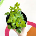 Granny Bonnet - Aquilegia caerulea 'Earlybird Red & White' - British Grown Herbaceous Perennial - Sprouts of Bristol
