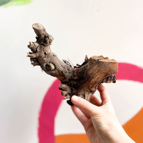 Grape Vine - Terrarium Supplies - Sprouts of Bristol