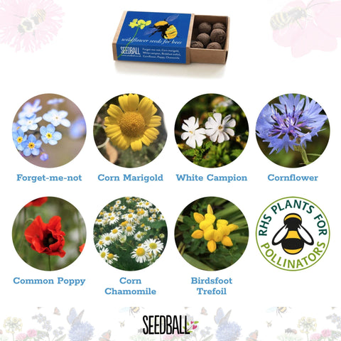 Great Yellow Bumblebee Seedball Box - Sprouts of Bristol