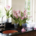 Green Basics Orchid Nursery Pot - Transparent - Sprouts of Bristol