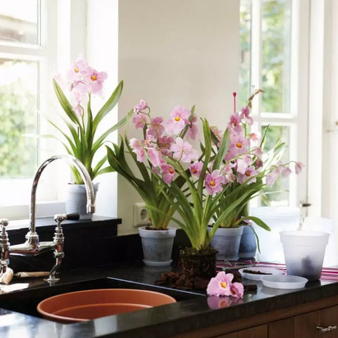 Green Basics Orchid Nursery Saucer - Transparent - Sprouts of Bristol