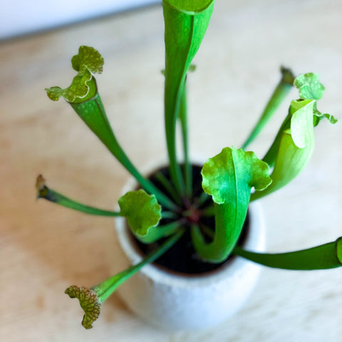 Green Trumpet Pitcher Plant - Sarracenia 'Velvet' - Sprouts of Bristol