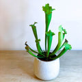 Green Trumpet Pitcher Plant - Sarracenia 'Velvet' - Sprouts of Bristol