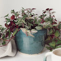 Green UK Handmade Plant Pot - Sprouts of Bristol