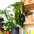 Green Velvet Alocasia - Alocasia micholitziana ‘Frydek’ - Sprouts of Bristol