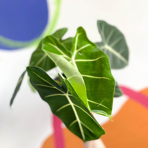 Green Velvet Alocasia - Alocasia micholitziana ‘Frydek’ - Sprouts of Bristol