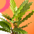 Green Velvet Calathea - Calathea rufibarba - Sprouts of Bristol