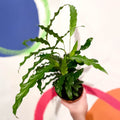 Green Velvet Calathea - Calathea rufibarba - Sprouts of Bristol