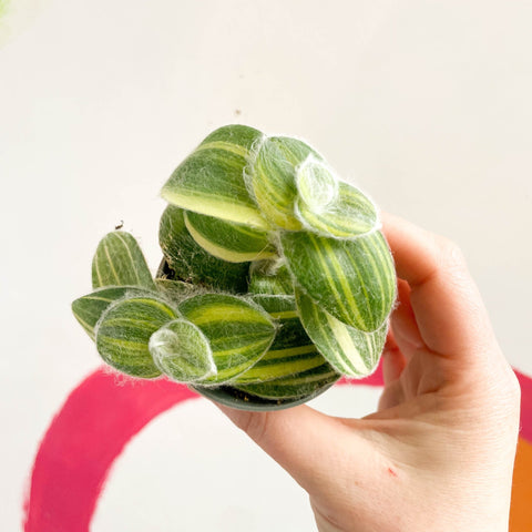 Green Velvet Variegated Inch Plant - Tradescantia sillamontana 'Variegata' - Sprouts of Bristol
