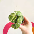 Green Velvet Variegated Inch Plant - Tradescantia sillamontana 'Variegata' - Sprouts of Bristol