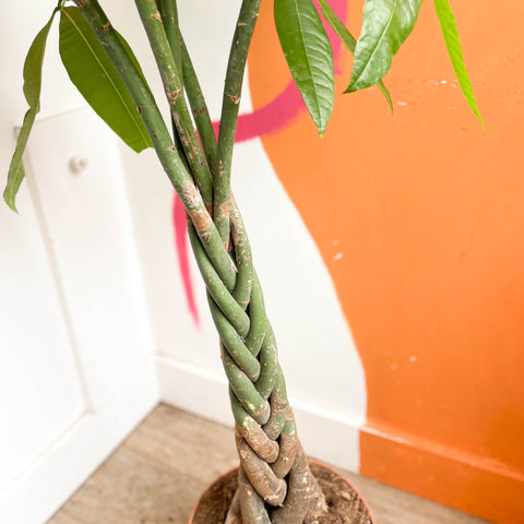 Guiana Chestnut - Pachira aquatica - Sprouts of Bristol