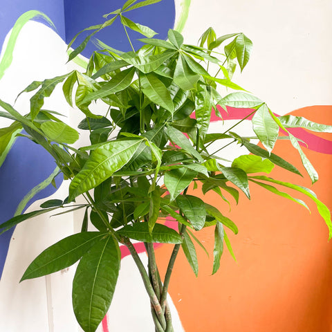 Guiana Chestnut - Pachira aquatica - Sprouts of Bristol