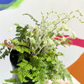 Hairy Lip Fern - Cheilanthes lanosa - British Grown - Hardy Semi Evergreen Fern - Sprouts of Bristol