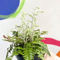 Hairy Lip Fern - Cheilanthes lanosa - British Grown - Hardy Semi Evergreen Fern - Sprouts of Bristol