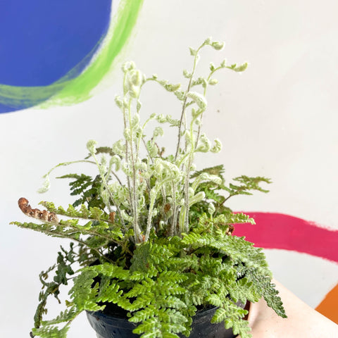 Hairy Lip Fern - Cheilanthes lanosa - British Grown - Hardy Semi Evergreen Fern - Sprouts of Bristol