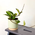 Halo Wax Plant - Hoya carnosa 'Albomarginata' - Sprouts of Bristol