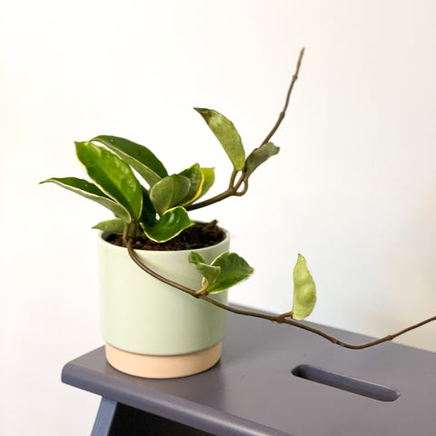 Halo Wax Plant - Hoya carnosa 'Albomarginata' - Sprouts of Bristol