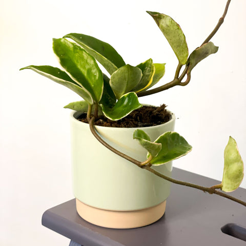 Halo Wax Plant - Hoya carnosa 'Albomarginata' - Sprouts of Bristol
