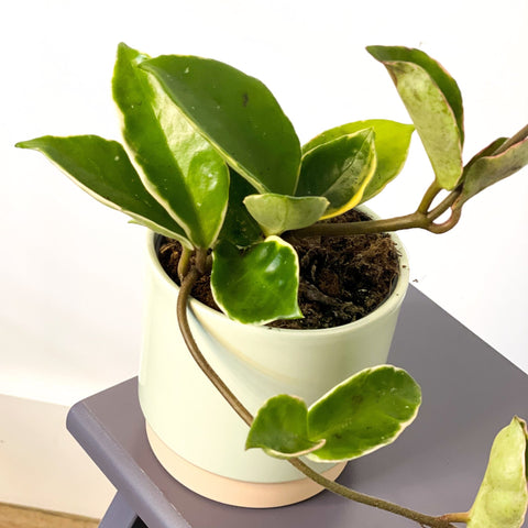 Halo Wax Plant - Hoya carnosa 'Albomarginata' - Sprouts of Bristol