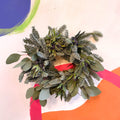 Handmade Fresh Foliage Christmas Wreath - No.4 - Sprouts of Bristol