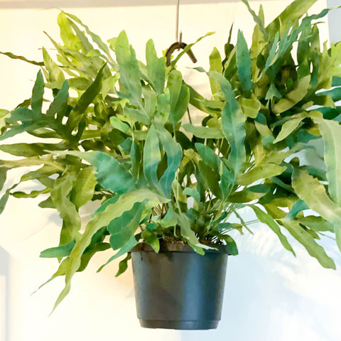 Hanging Blue Star Fern - Phlebodium - Sprouts of Bristol