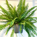 Hanging Boston Fern - Nephrolepis exaltata - Sprouts of Bristol
