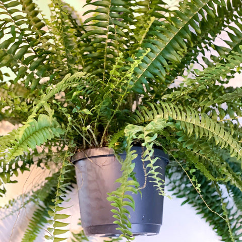 Hanging Boston Fern - Nephrolepis exaltata - Sprouts of Bristol