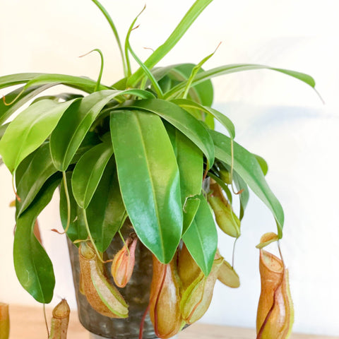 Hanging Tropical Pitcher Plant - Nepenthes alata - Sprouts of Bristol