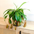 Hanging Tropical Pitcher Plant - Nepenthes alata - Sprouts of Bristol