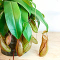Hanging Tropical Pitcher Plant - Nepenthes alata - Sprouts of Bristol