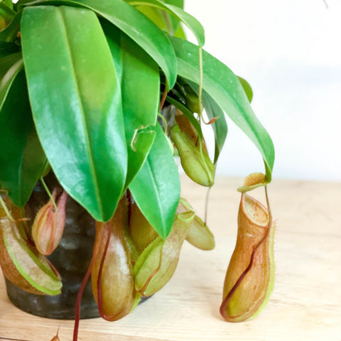 Hanging Tropical Pitcher Plant - Nepenthes alata - Sprouts of Bristol