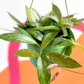 Hanging Wax Plant - Hoya memoria gracilis - Sprouts of Bristol
