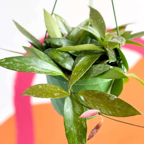 Hanging Wax Plant - Hoya memoria gracilis - Sprouts of Bristol