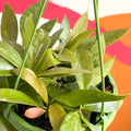 Hanging Wax Plant - Hoya memoria gracilis - Sprouts of Bristol