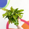 Hart's Tongue Fern - Asplenium scolopendrium - British Grown - Hardy Evergreen Fern - Sprouts of Bristol