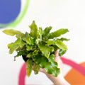 Hart's Tongue Fern - Asplenium scolopendrium - British Grown - Hardy Evergreen Fern - Sprouts of Bristol
