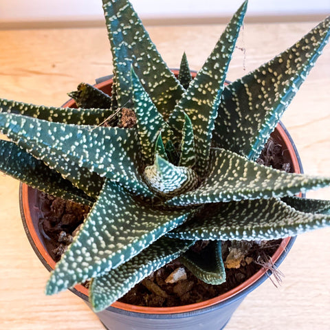 Haworthia 'Royal Albert' - Sprouts of Bristol